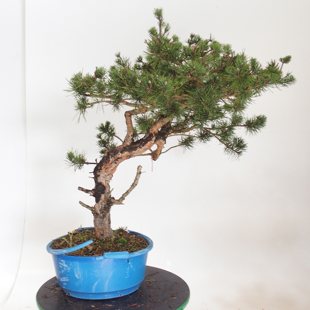Yamadori - Pinus sylvestris Spanje
