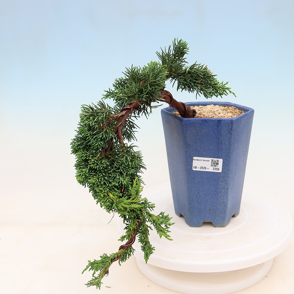 Bonsai voor buiten - Juniperus chinensis Kishu