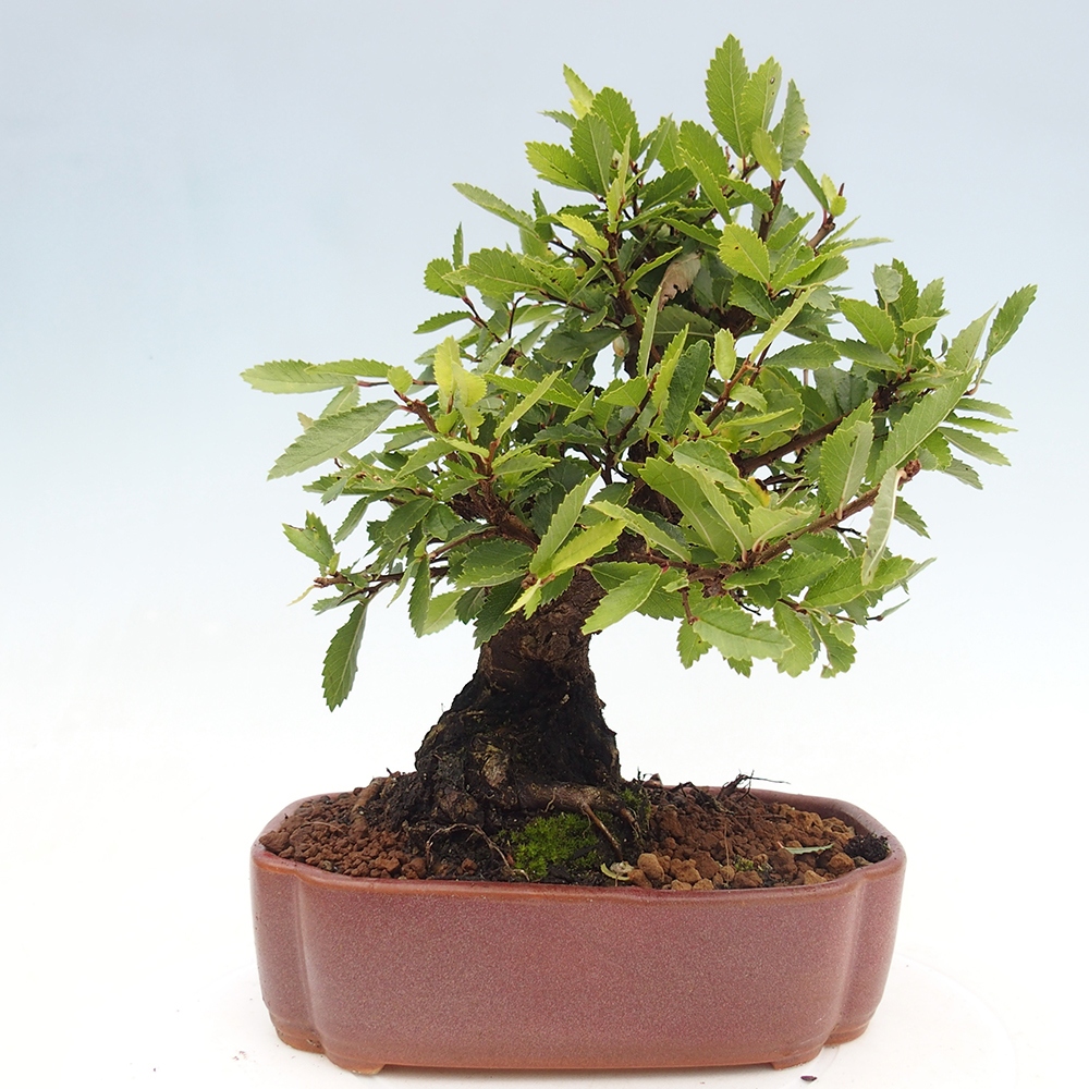 Bonsai voor buiten - Zelkova - Zelkova NIRE