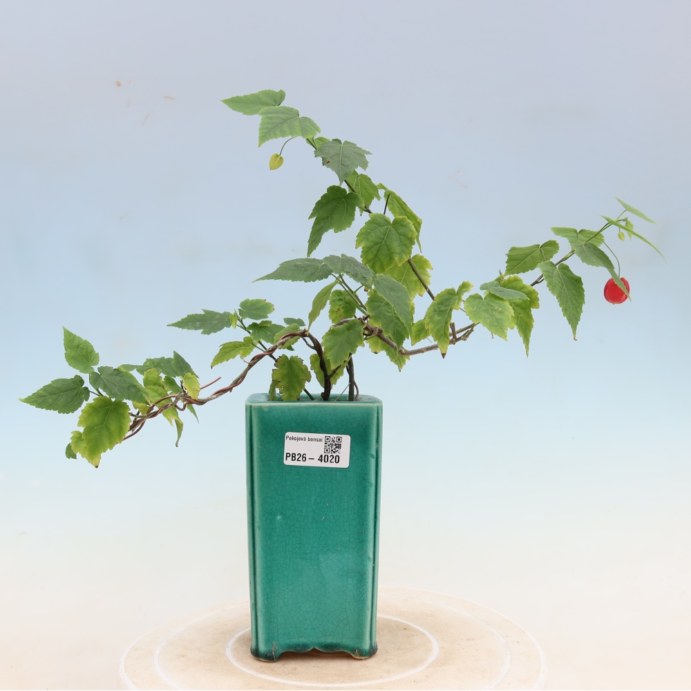 Bonsai voor binnen - Abutilon Big Bell - Cloudberry