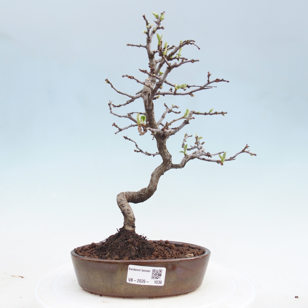 Bonsai voor buiten - Chaneomeles chinensis