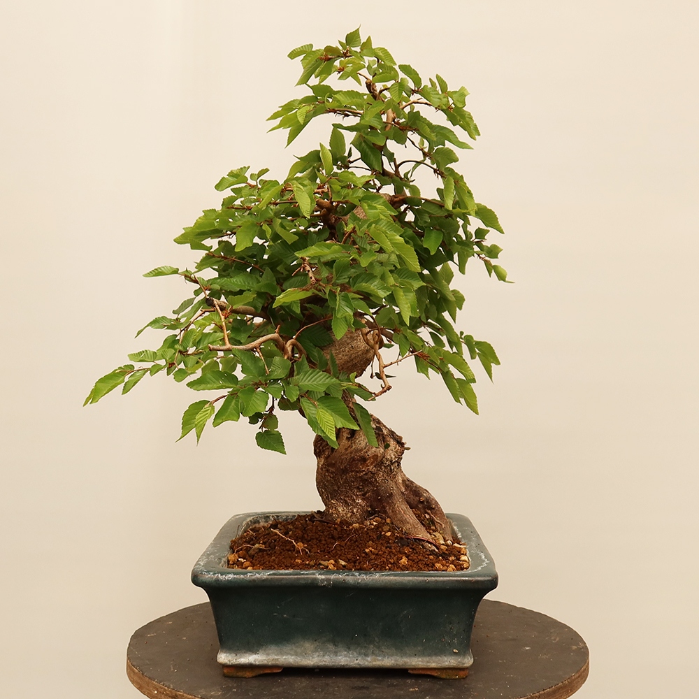 Bonsai voor buiten -Carpinus Coreana - Koreaanse haagbeuk