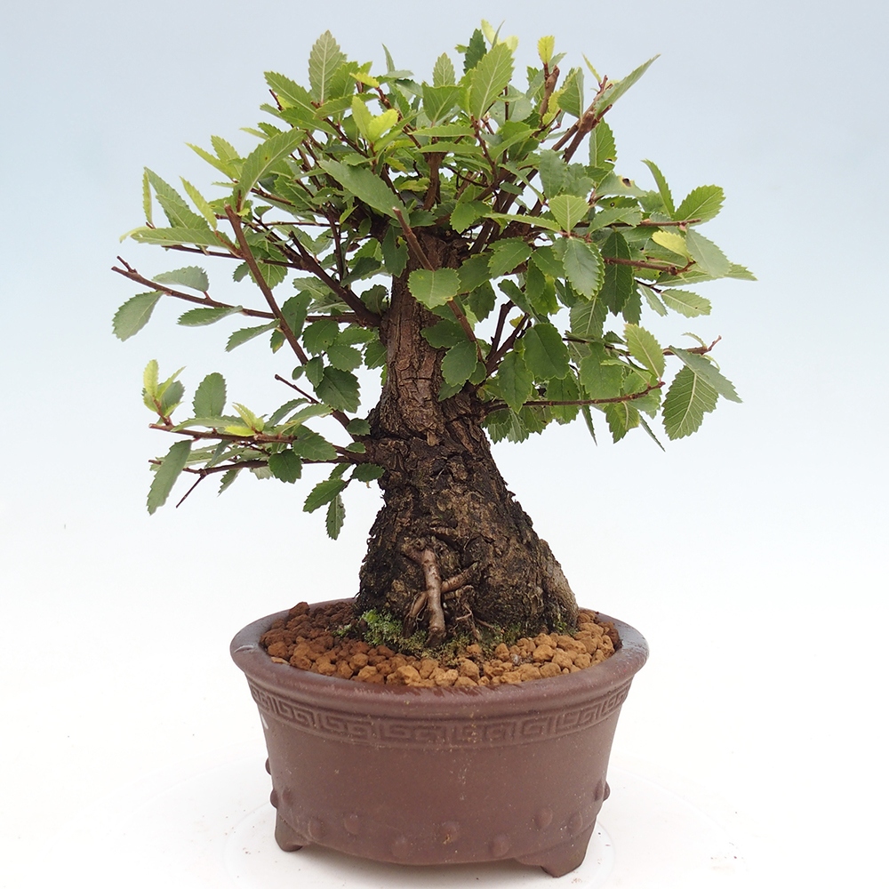 Bonsai voor buiten - Zelkova - Zelkova NIRE
