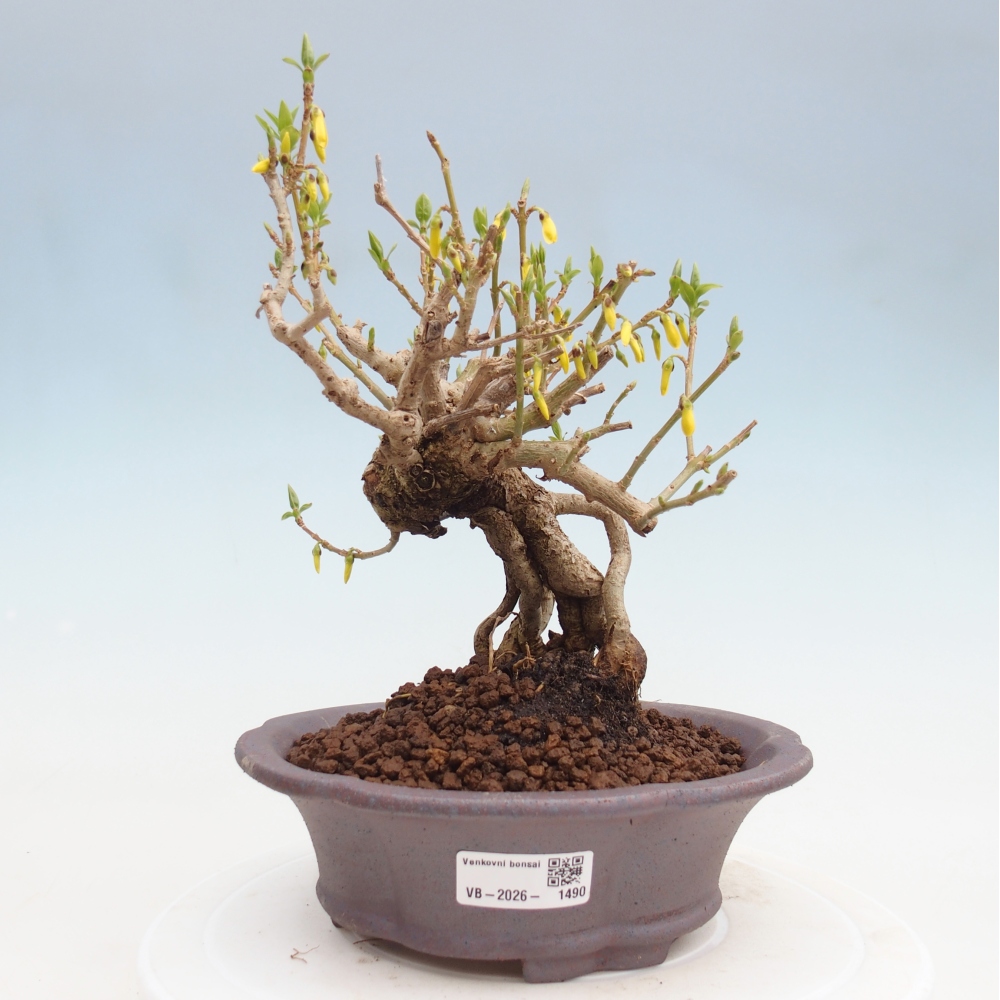 Bonsai voor buiten - Zlatice - Forsythia koreana