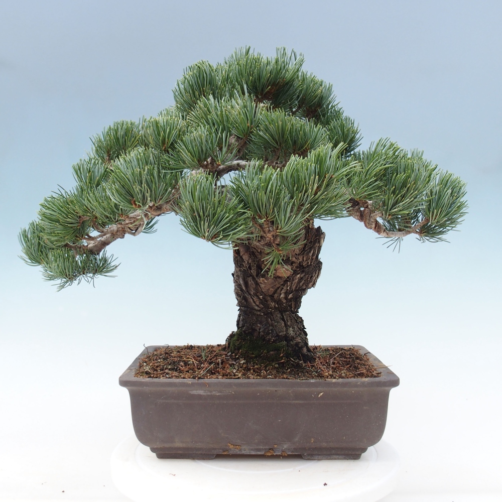 Bonsai voor buiten - Pinus parviflora - Pinus parviflora