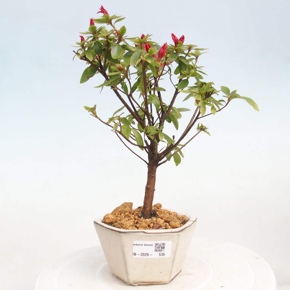 Bonsai voor buiten - Japanse azalea - Azalea sp.