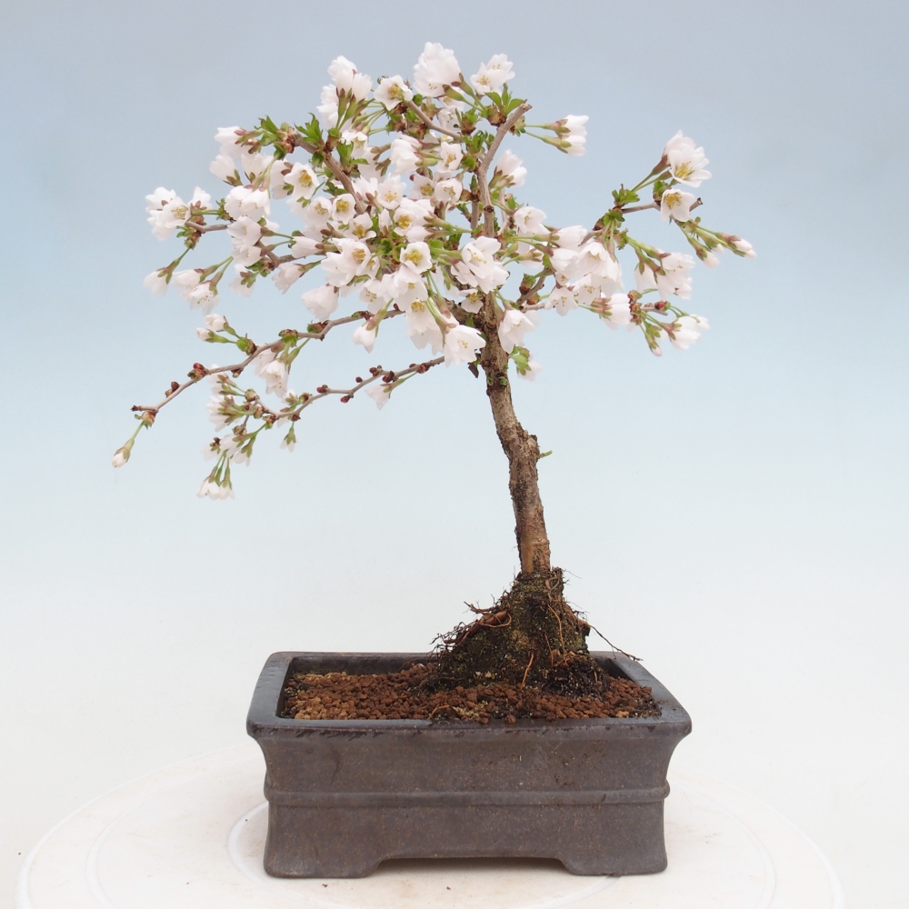 Bonsai voor buiten - Prunus incisa Kojou-no mai-Plivon uitgesneden