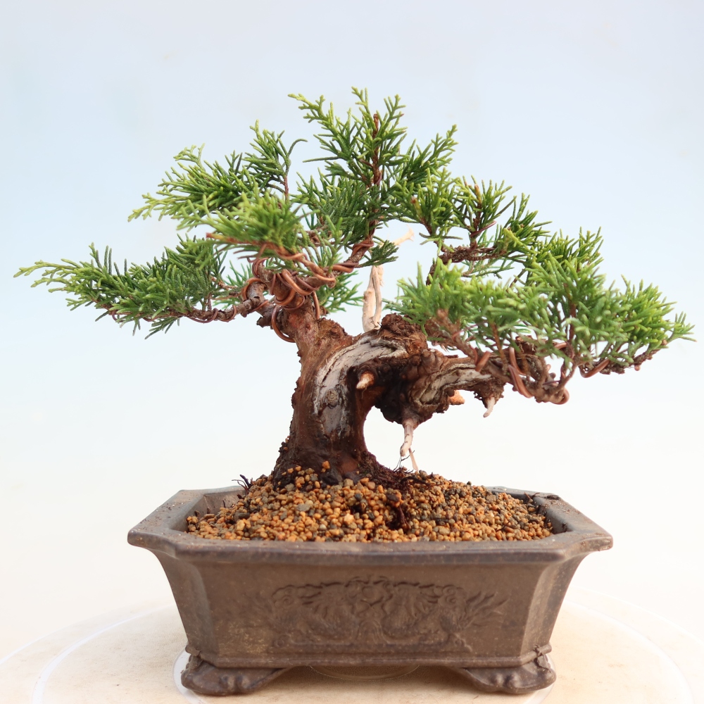 Bonsai voor buiten - Juniperus chinensis Itoigawa