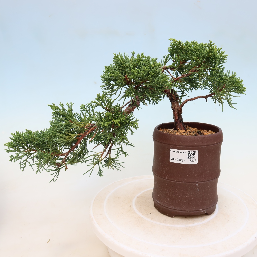 Bonsai voor buiten - Juniperus chinensis Kishu