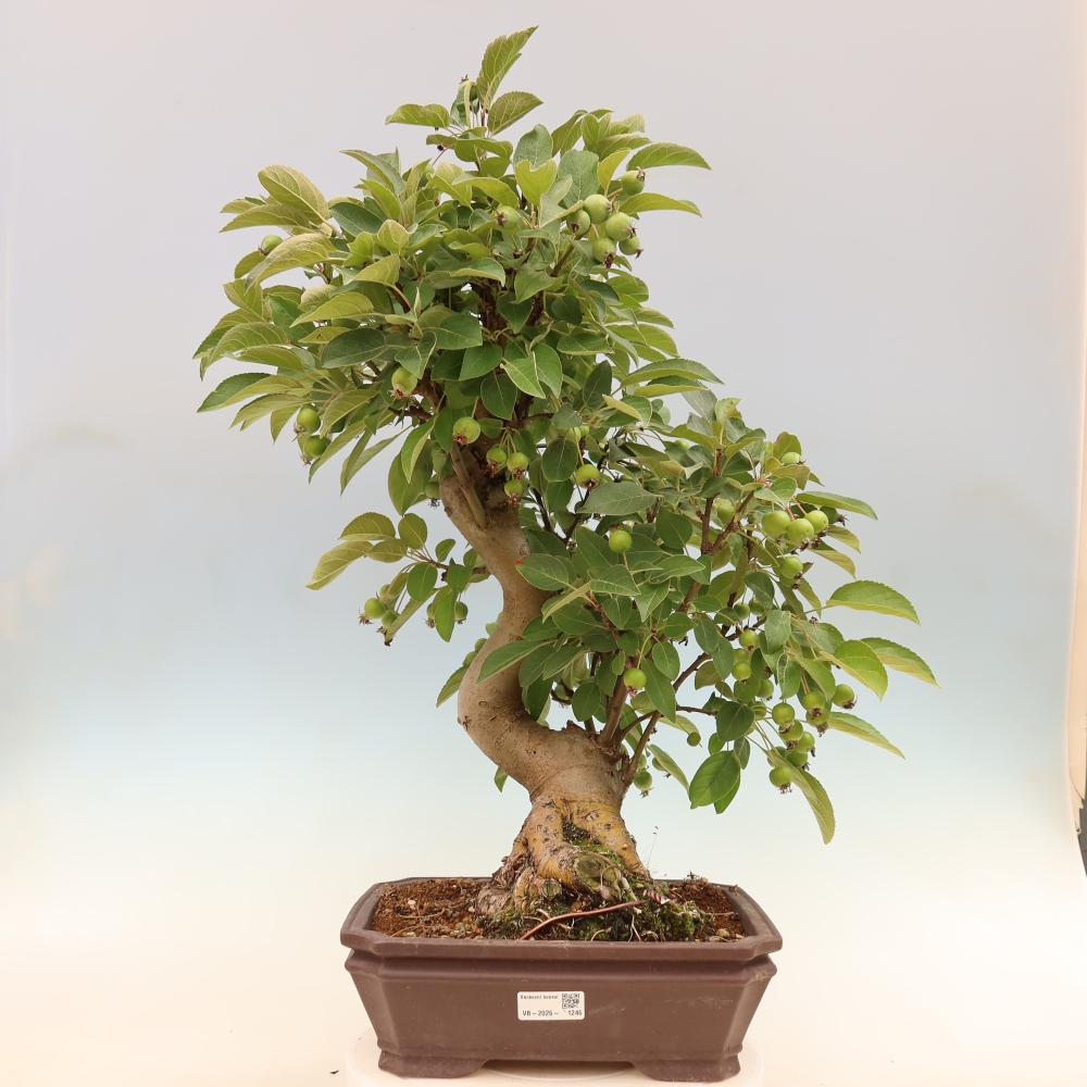 Bonsai voor buiten -Malus halliana - Appelboom met kleine vruchten
