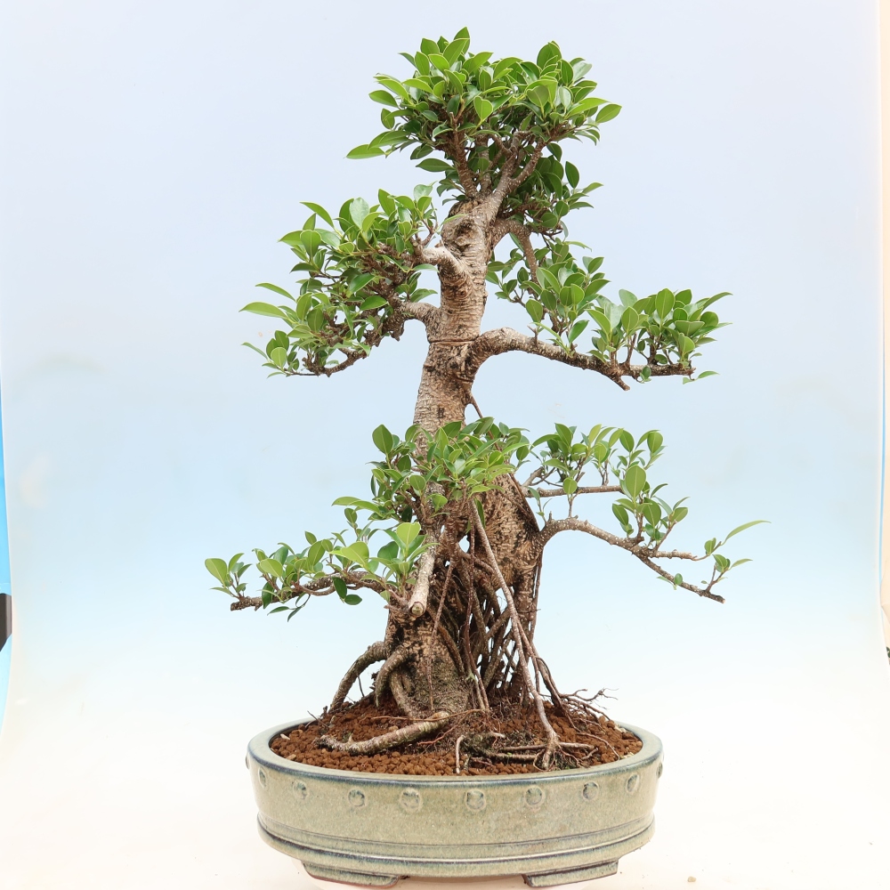 Kamerbonsai - Ficus kimmen - kleinbladige ficus