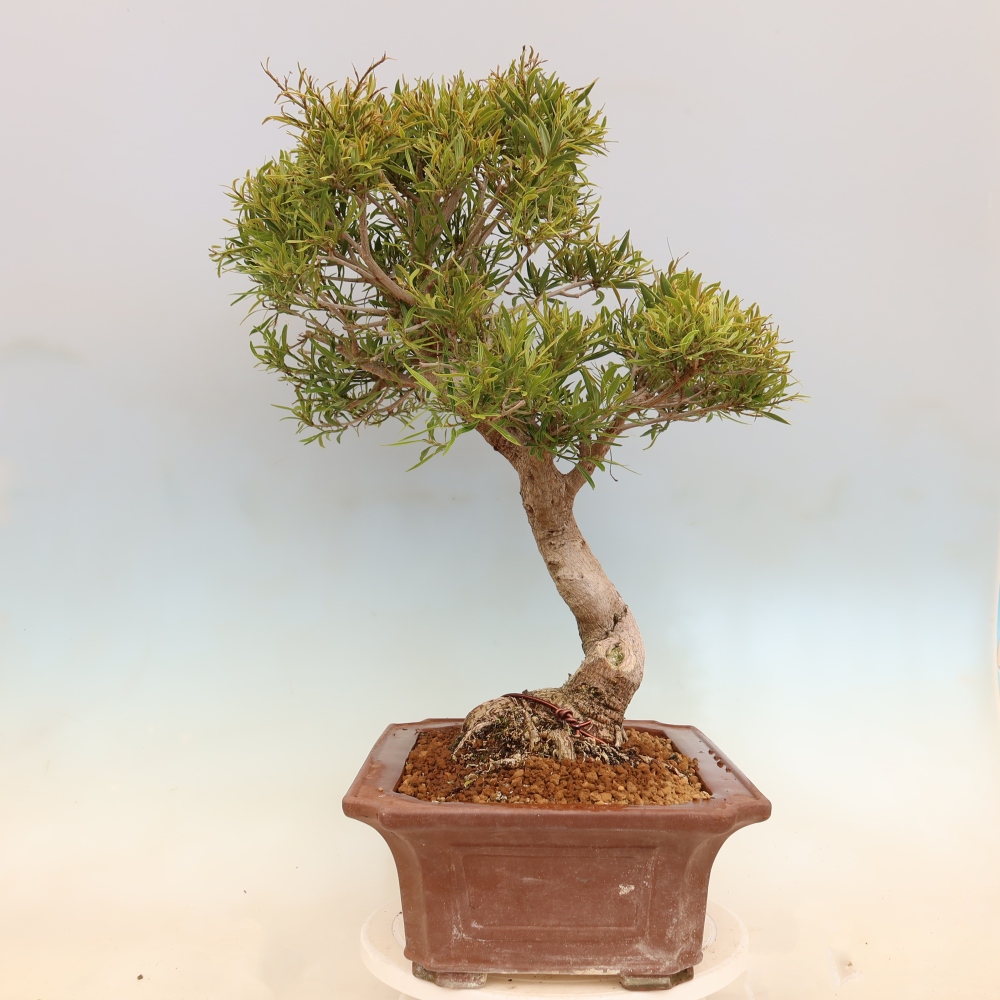 Kamerbonsai - Ficus nerifolia - kleinbladige ficus