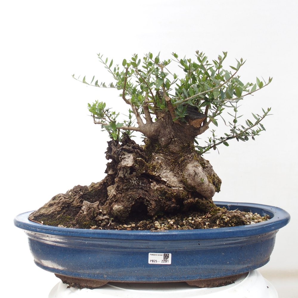 Bonsai voor binnen - Olea europaea sylvestris