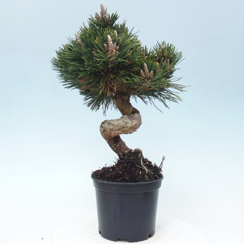 Bonsai voor buiten - Pinus thunbergii senjyumaru - Thunberg den