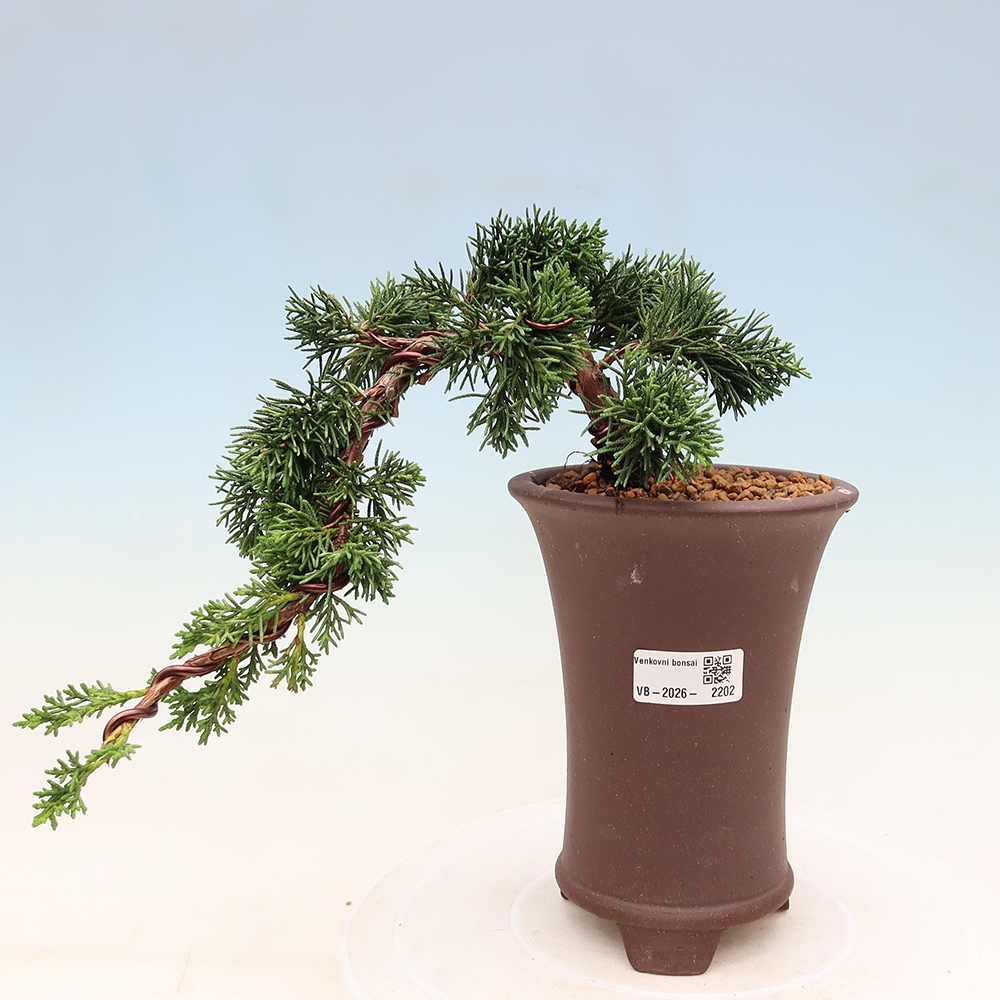 Bonsai voor buiten - Juniperus chinensis Kishu