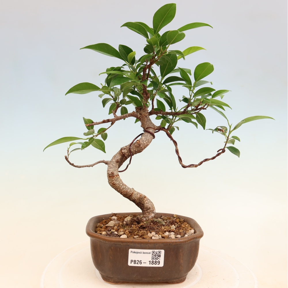 Kamerbonsai - Ficus retusa - kleinbladige ficus