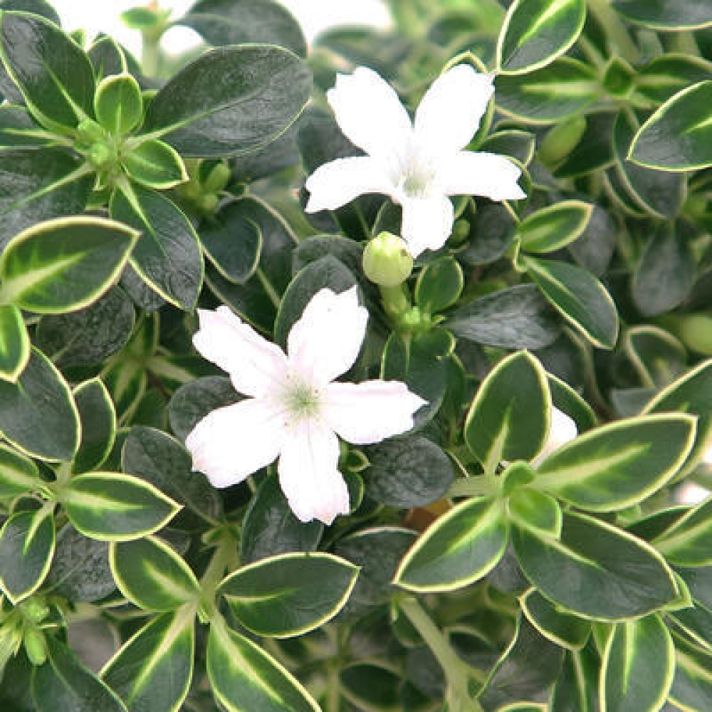 Kamerbonsai - Serissa foetida Variegata - Boom van duizend sterren