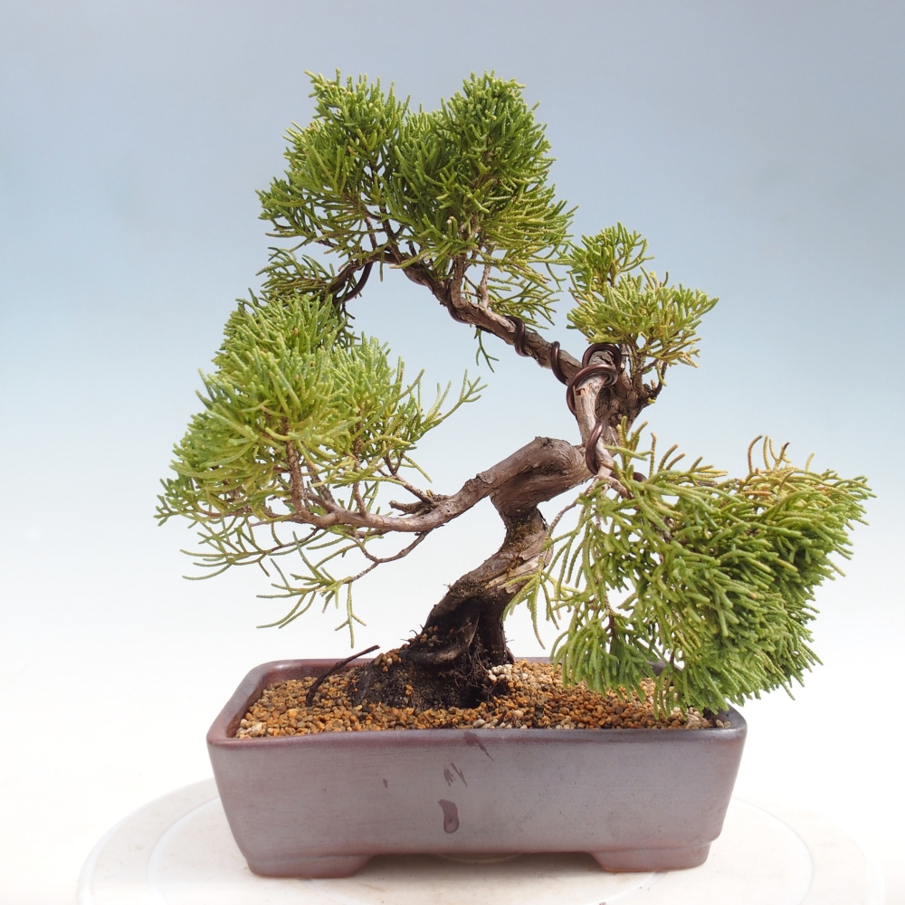 Bonsai voor buiten - Juniperus chinensis Kishu