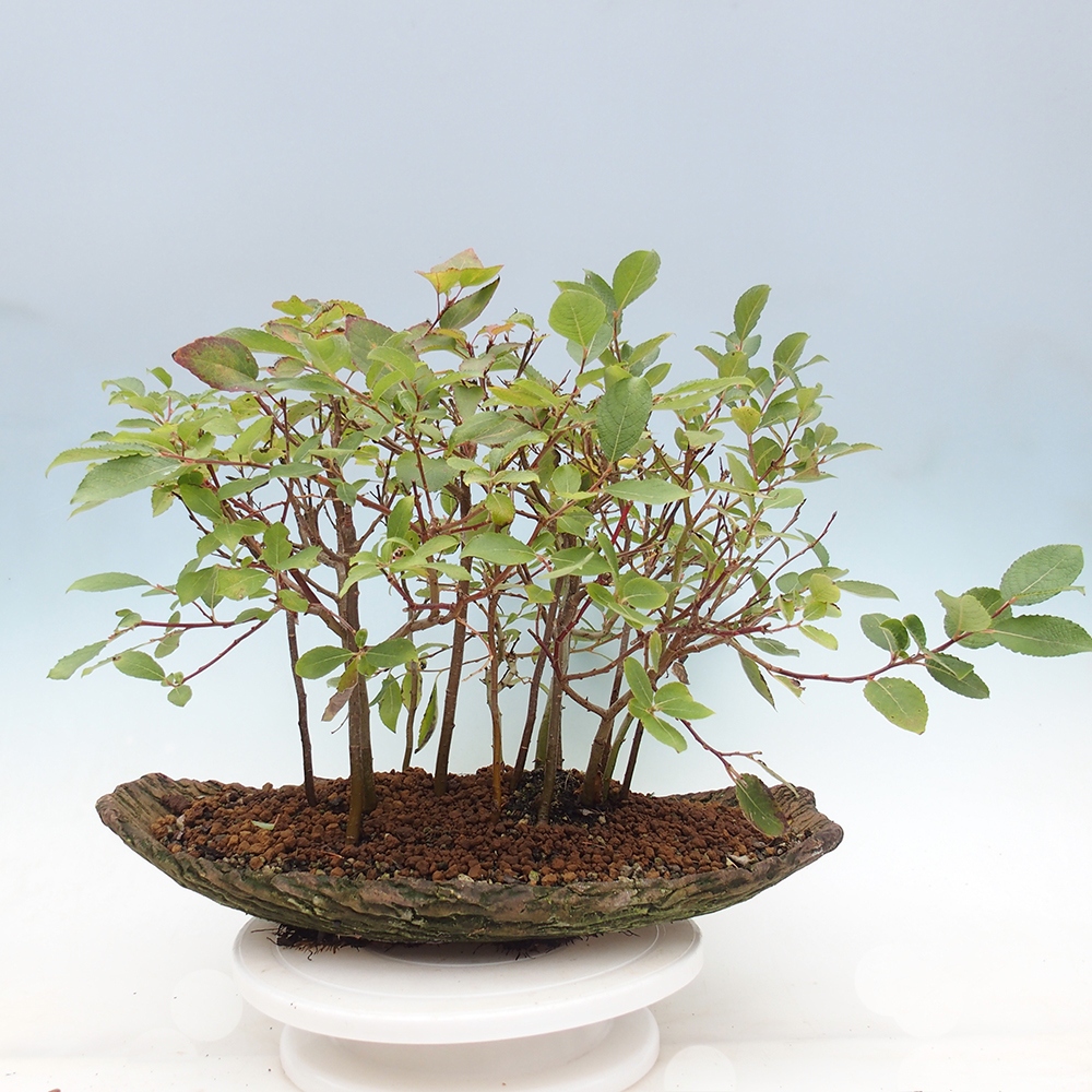 Bonsai voor buiten - Salix - Wilg