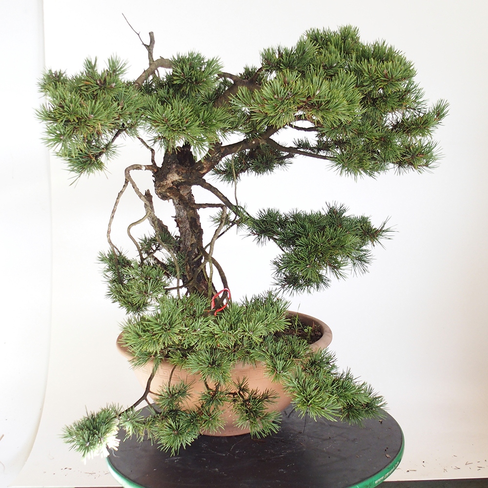 Yamadori - Pinus sylvestris Spanje