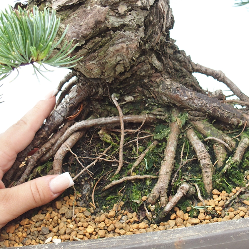 Bonsai voor buiten - Pinus parviflora - Pinus parviflora