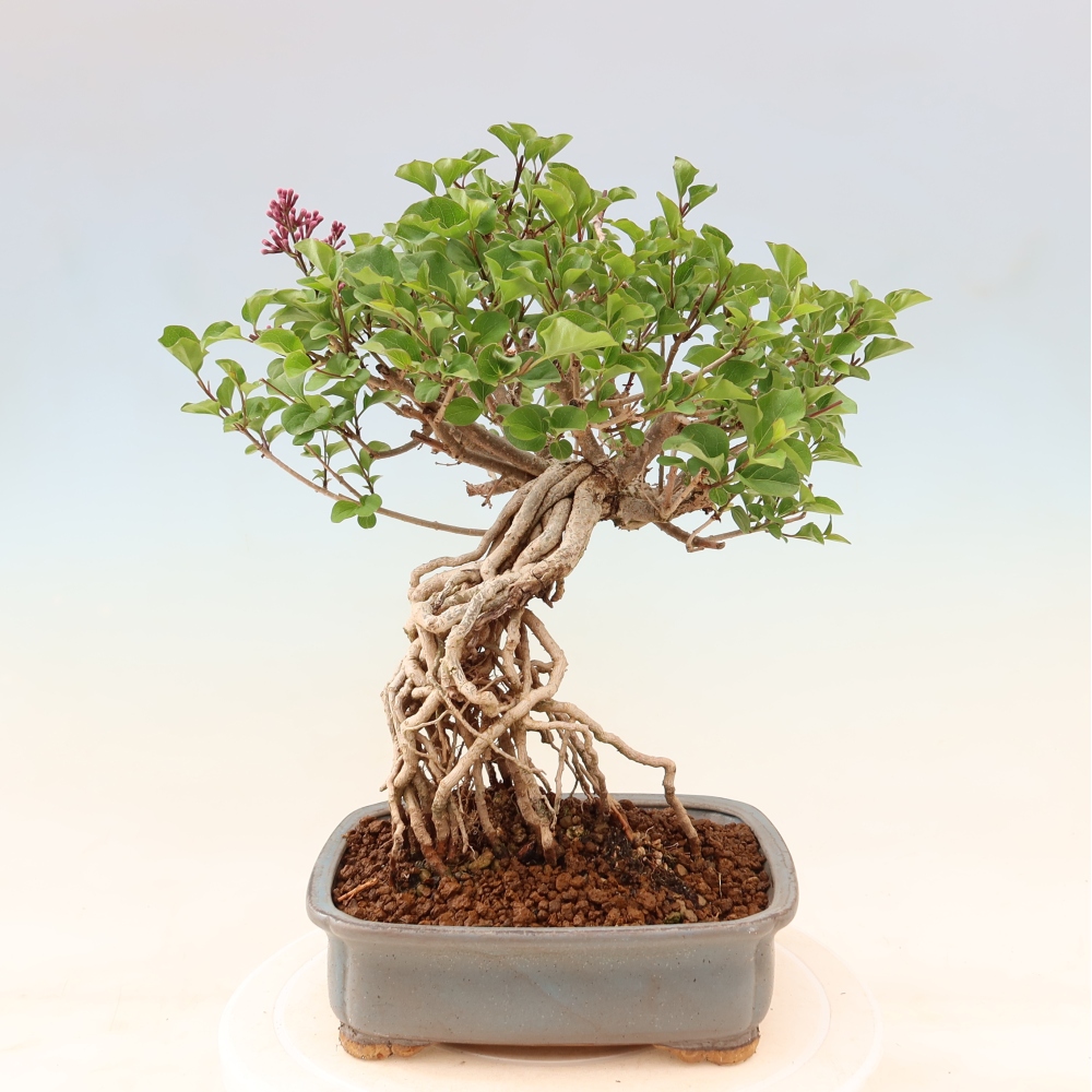 Bonsai voor buiten - Syringa microphylla - kleinbloemige sering