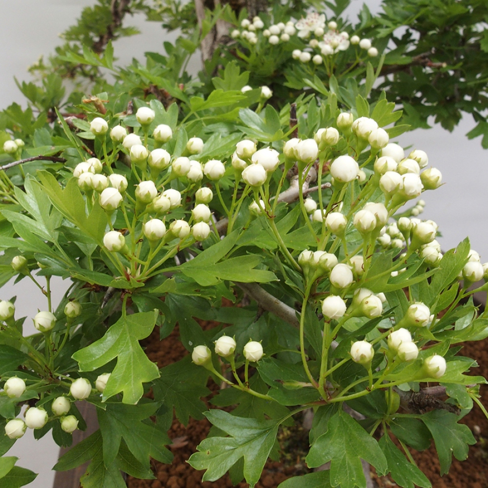 Bonsai voor buiten - Meidoorn - Crataegus monogyna