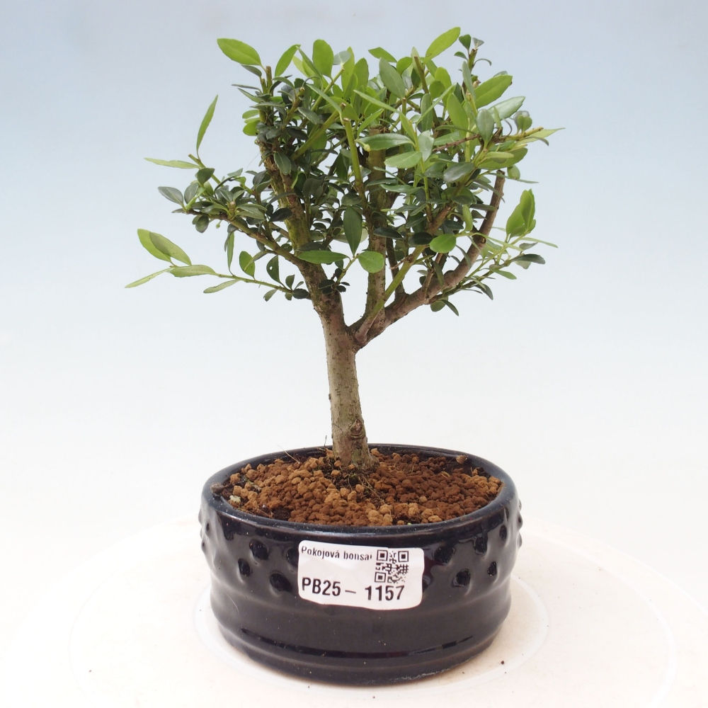 Kamerbonsai - Ilex crenata - Hulst