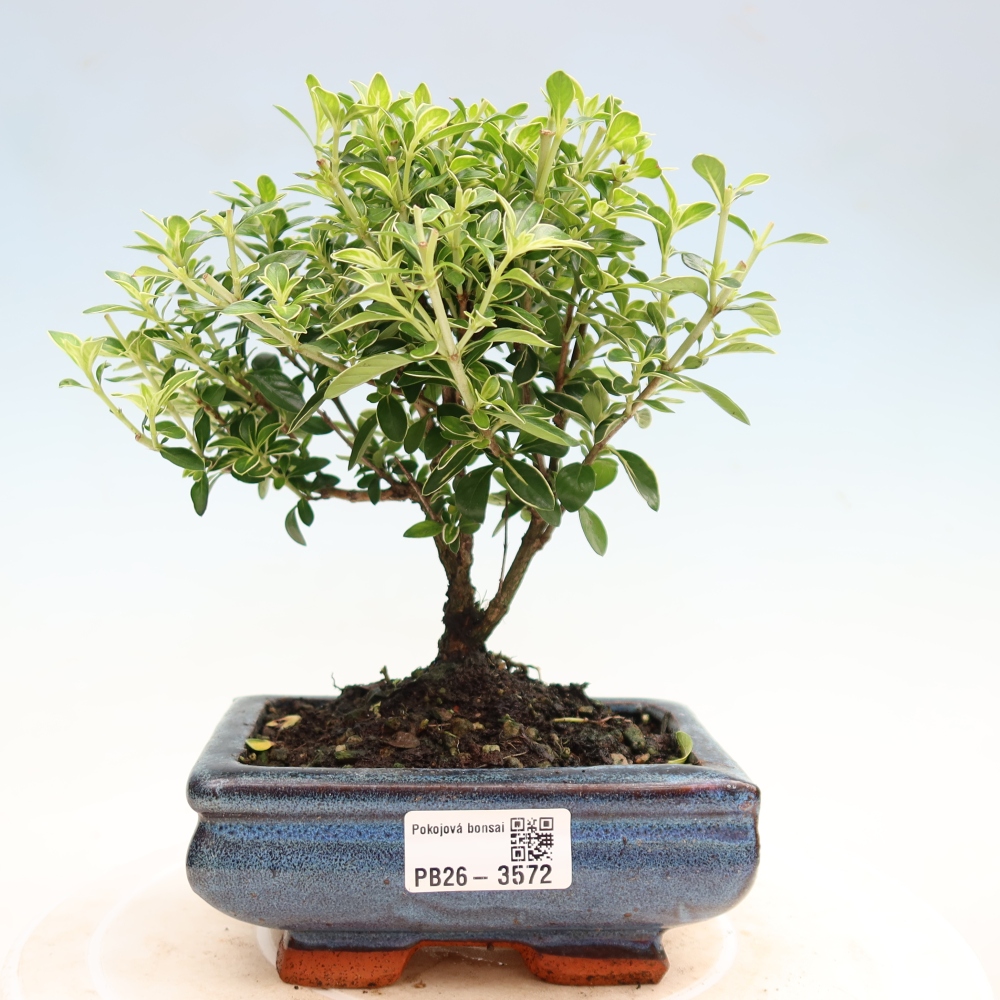 Kamerbonsai - Serissa foetida Variegata - Boom van duizend sterren