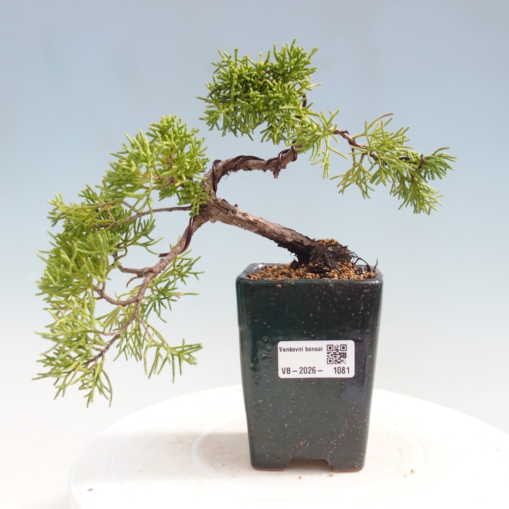 Bonsai voor buiten - Juniperus chinensis Kishu