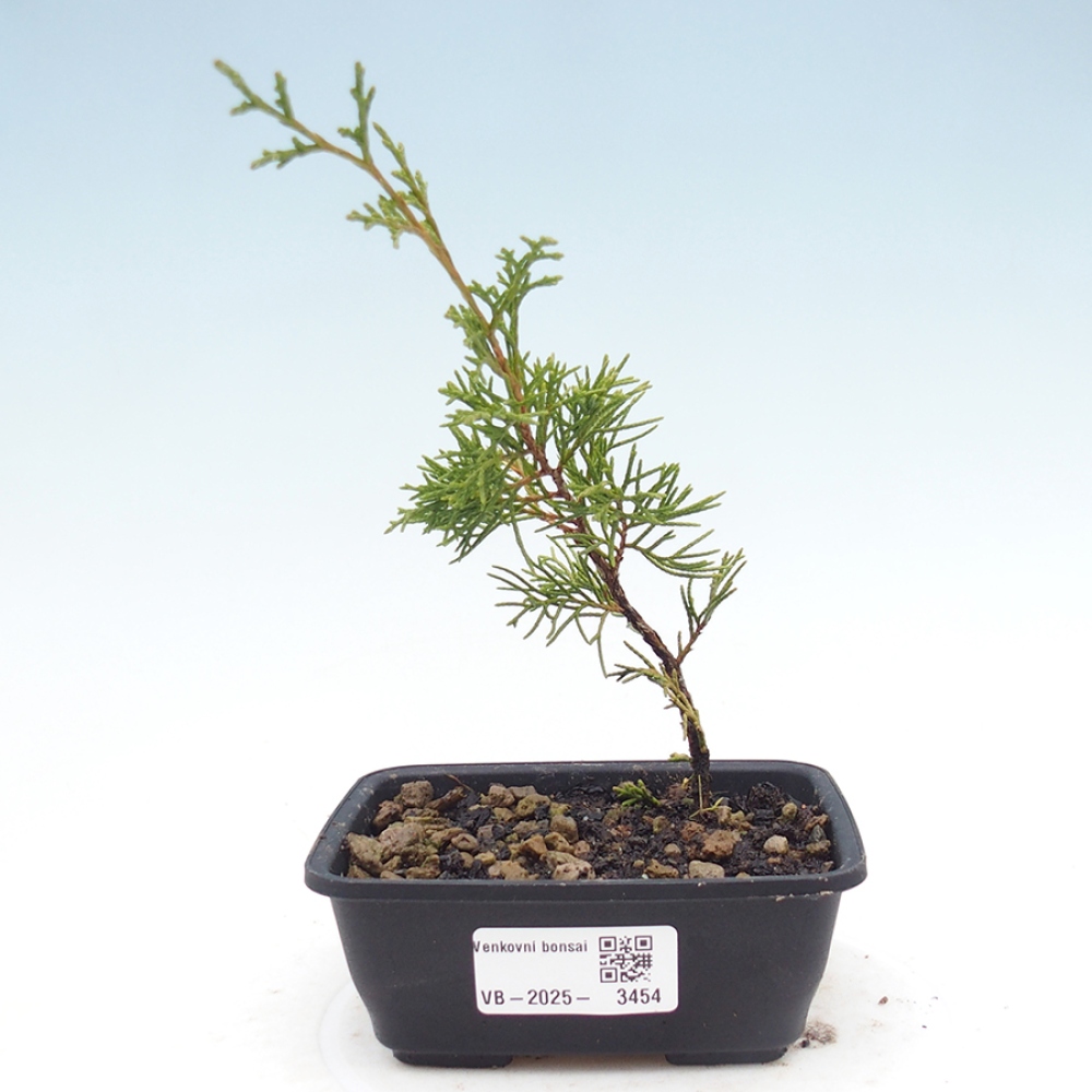 Bonsai voor buiten - Juniperus chinensis Itoigawa