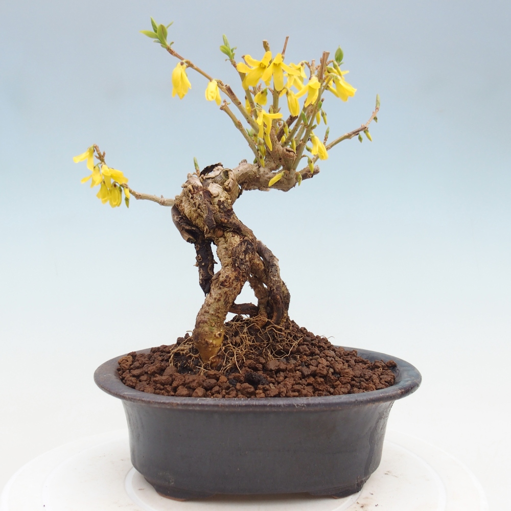 Bonsai voor buiten - Zlatice - Forsythia koreana
