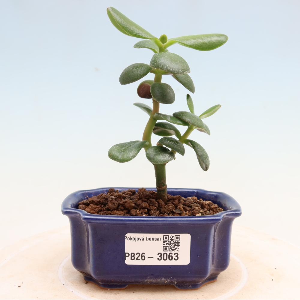 Kamerbonsai - Eivormige vetplant - Crassula ovata