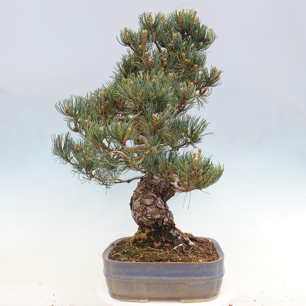 Bonsai voor buiten - Pinus parviflora - Pinus parviflora