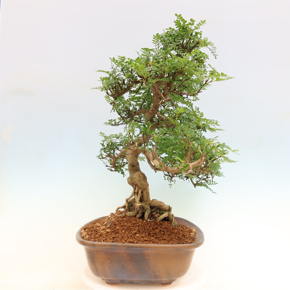 Kamerbonsai - Zantoxylum piperitum - peperboom