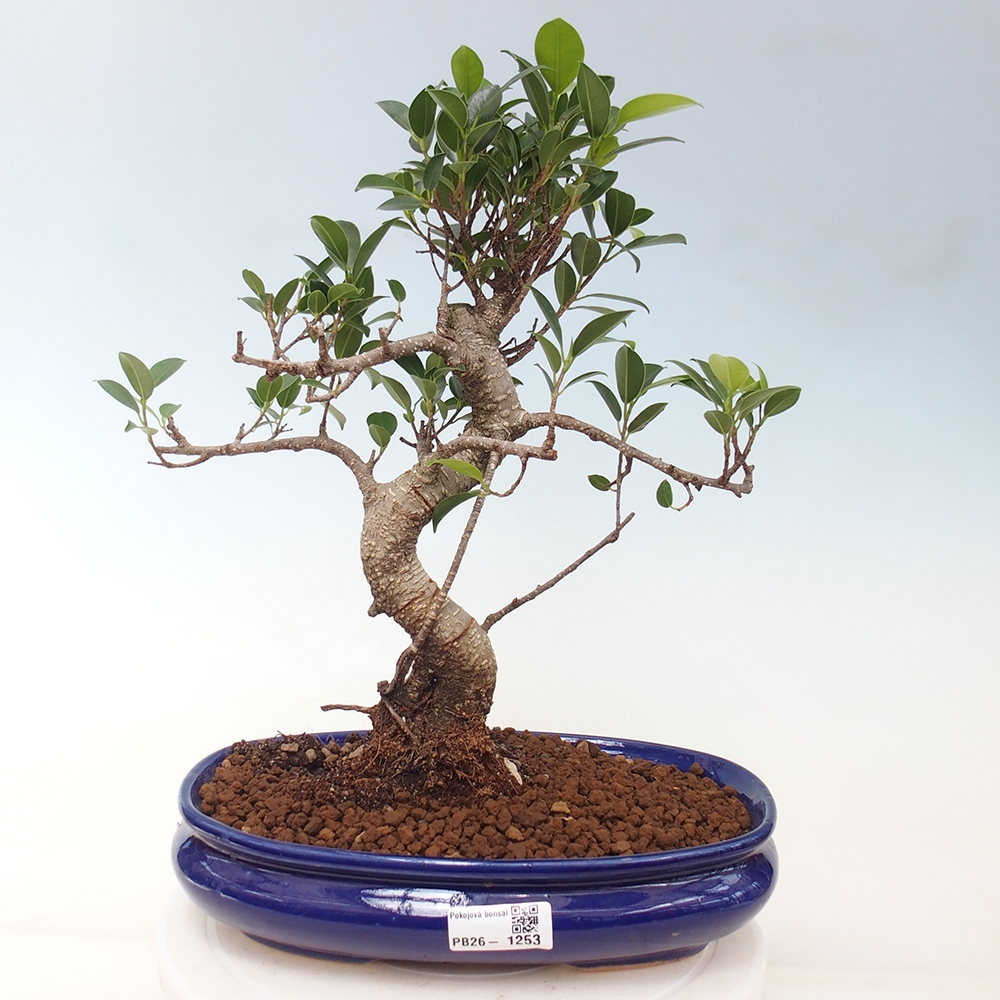 Kamerbonsai - Ficus kimmen - kleinbladige ficus