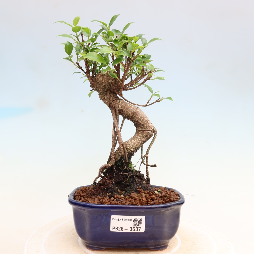 Kamerbonsai - Ficus kimmen - kleinbladige ficus