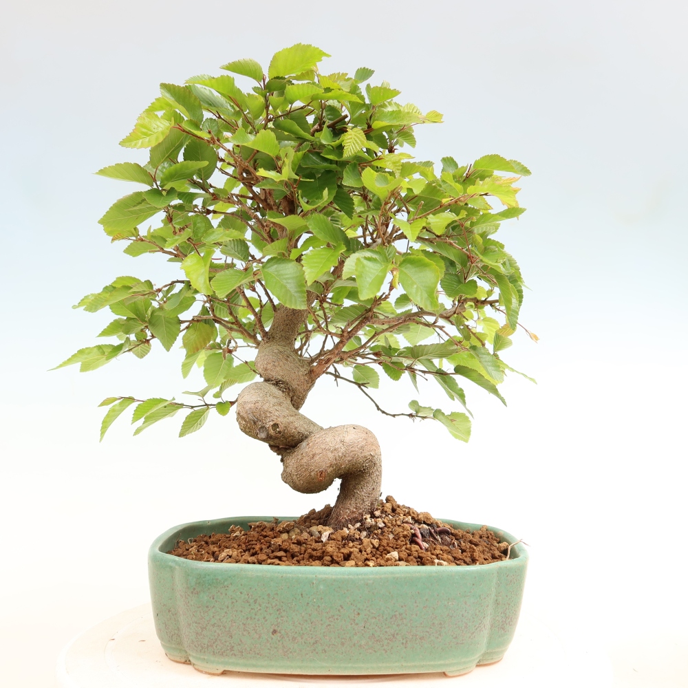 Bonsai voor buiten -Carpinus Coreana - Koreaanse haagbeuk