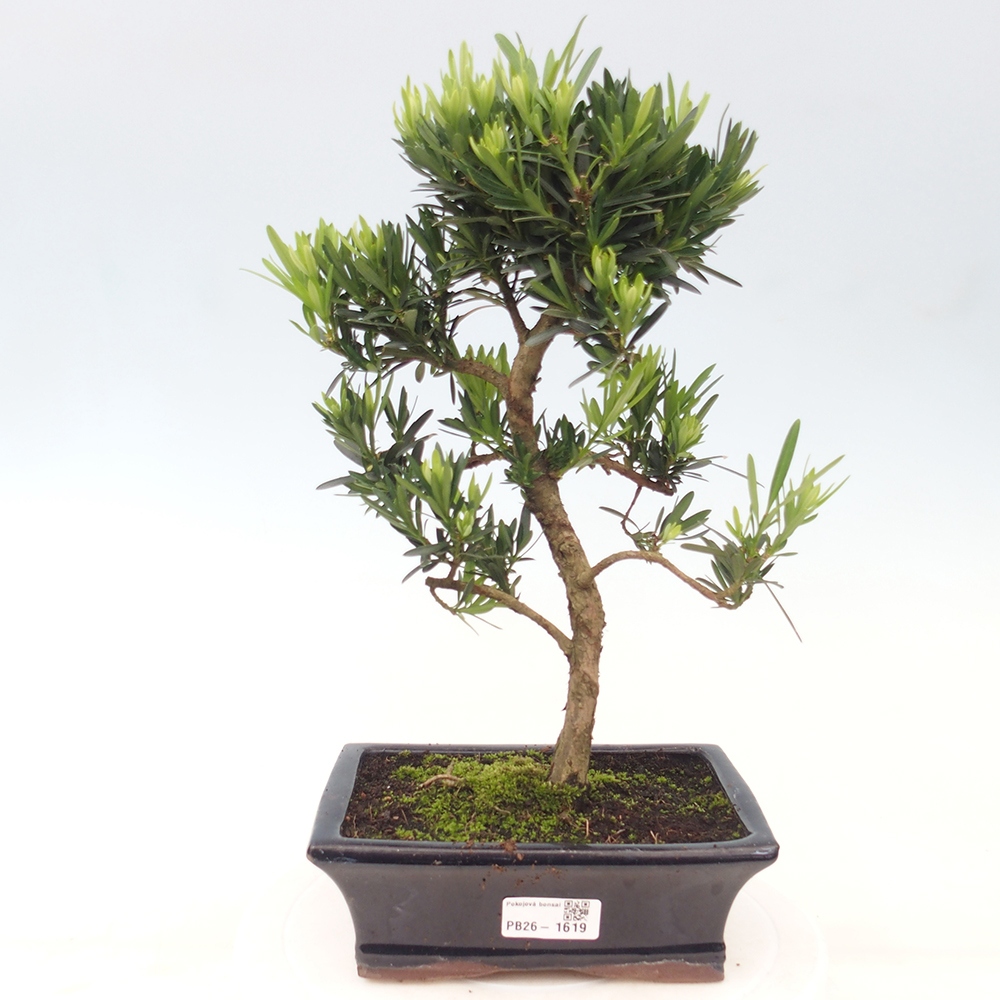 Kamerbonsai - Podocarpus - Taxus