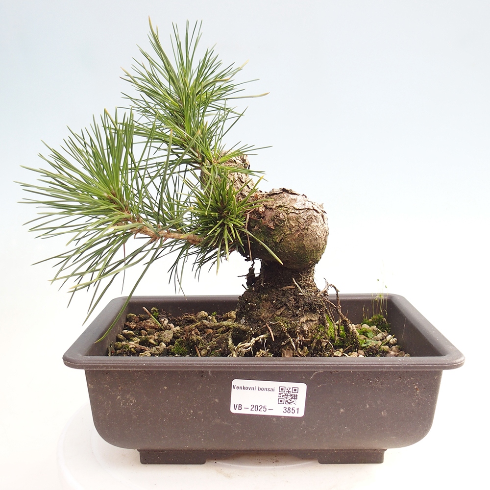 Bonsai voor buiten - Pinus thunbergii - Thunberg den