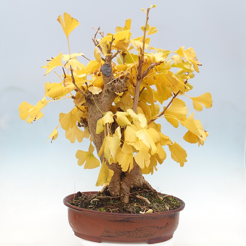 Bonsai voor buiten - Ginkgo biloba