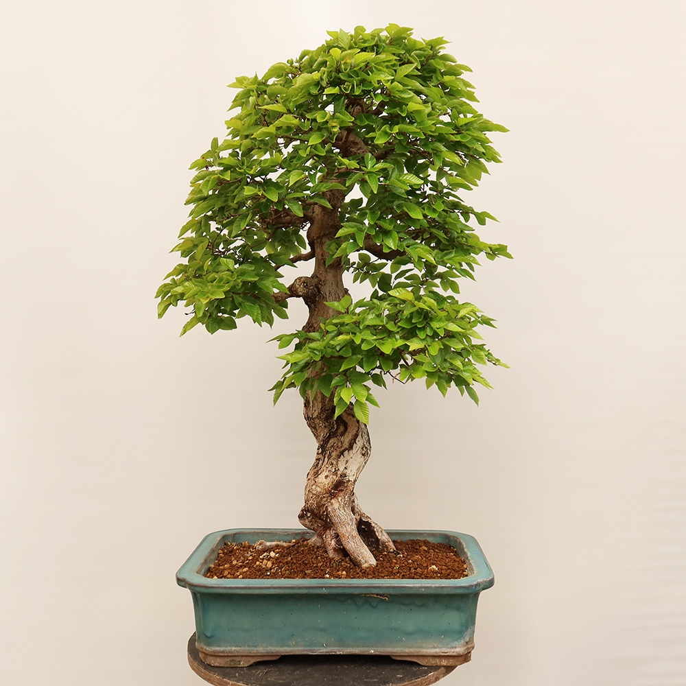 Bonsai voor buiten -Carpinus Coreana - Koreaanse haagbeuk