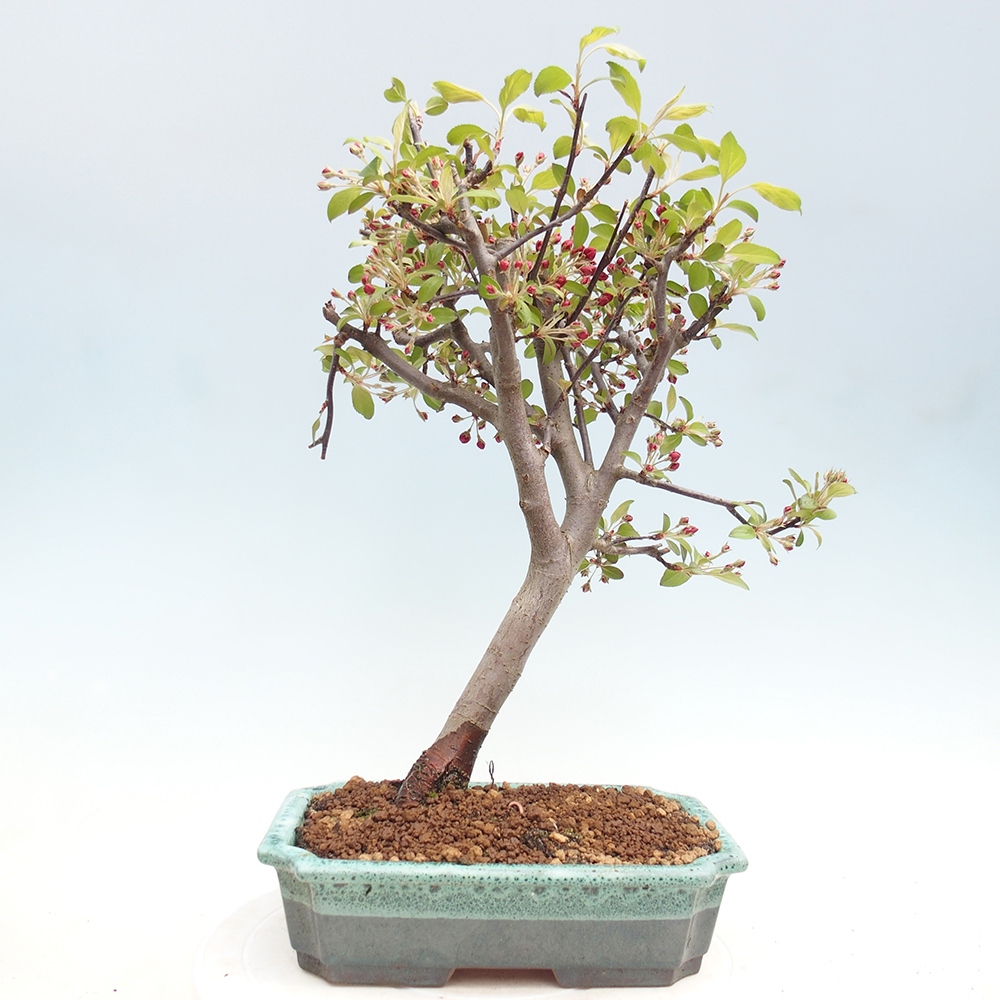 Bonsai voor buiten -Malus domestica - Roodbladige appelboom met kleine vruchten