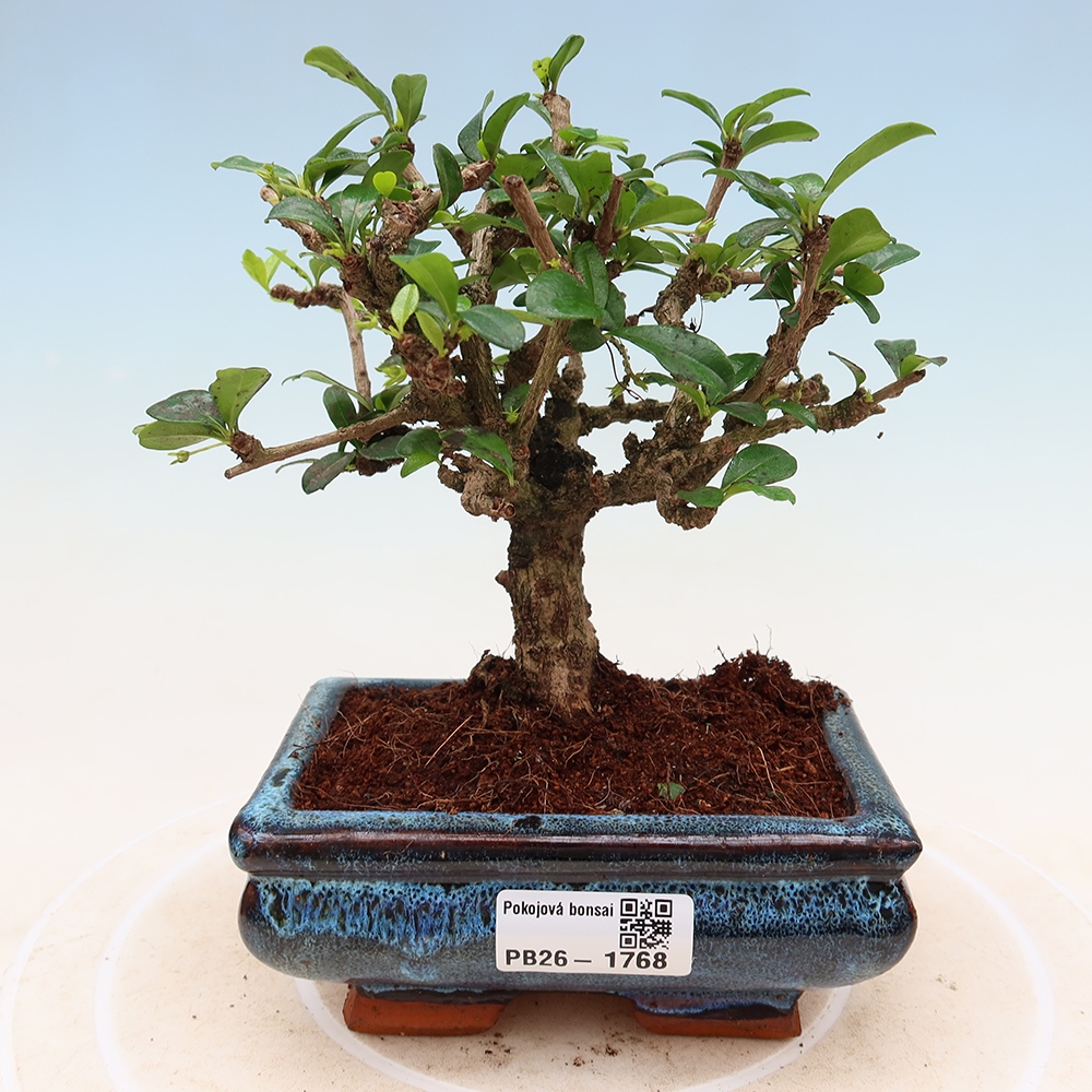 Kamerbonsai - Carmona macrophylla - Thee fuki