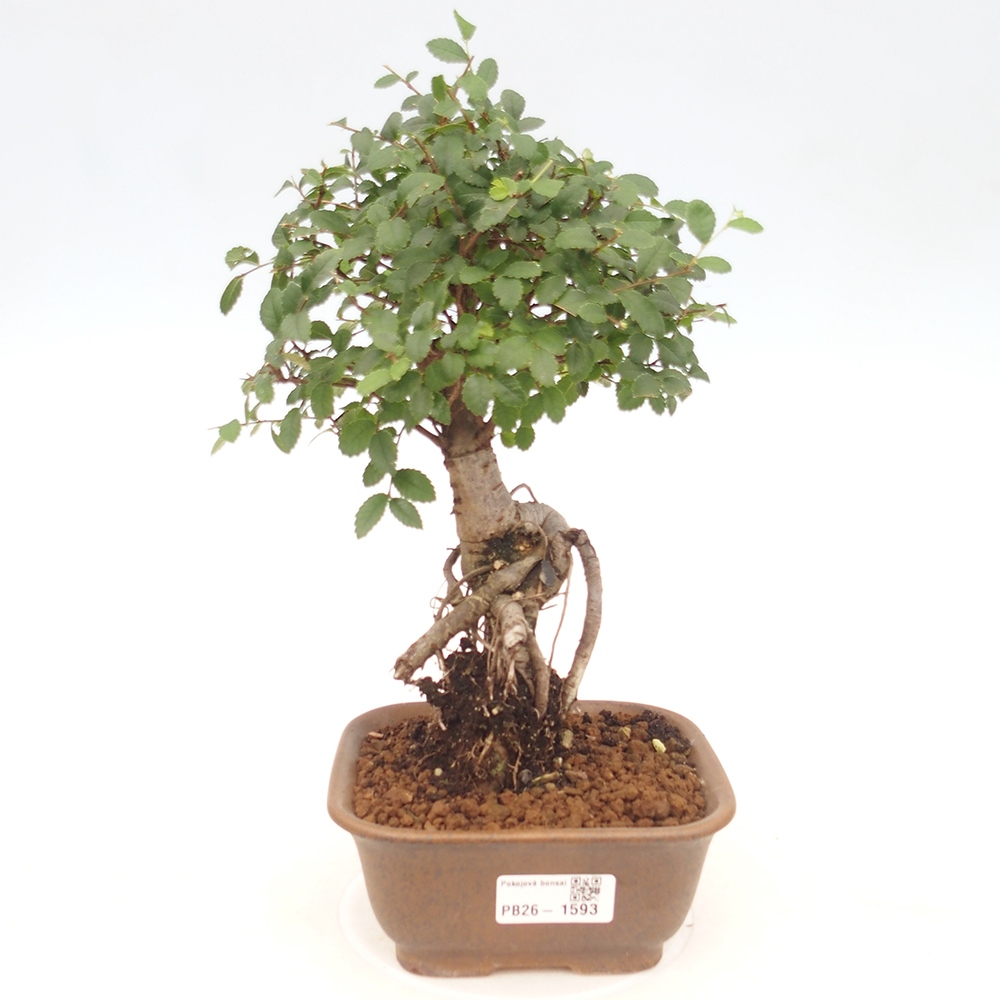 Kamerbonsai - Ulmus parvifolia - Winteriep