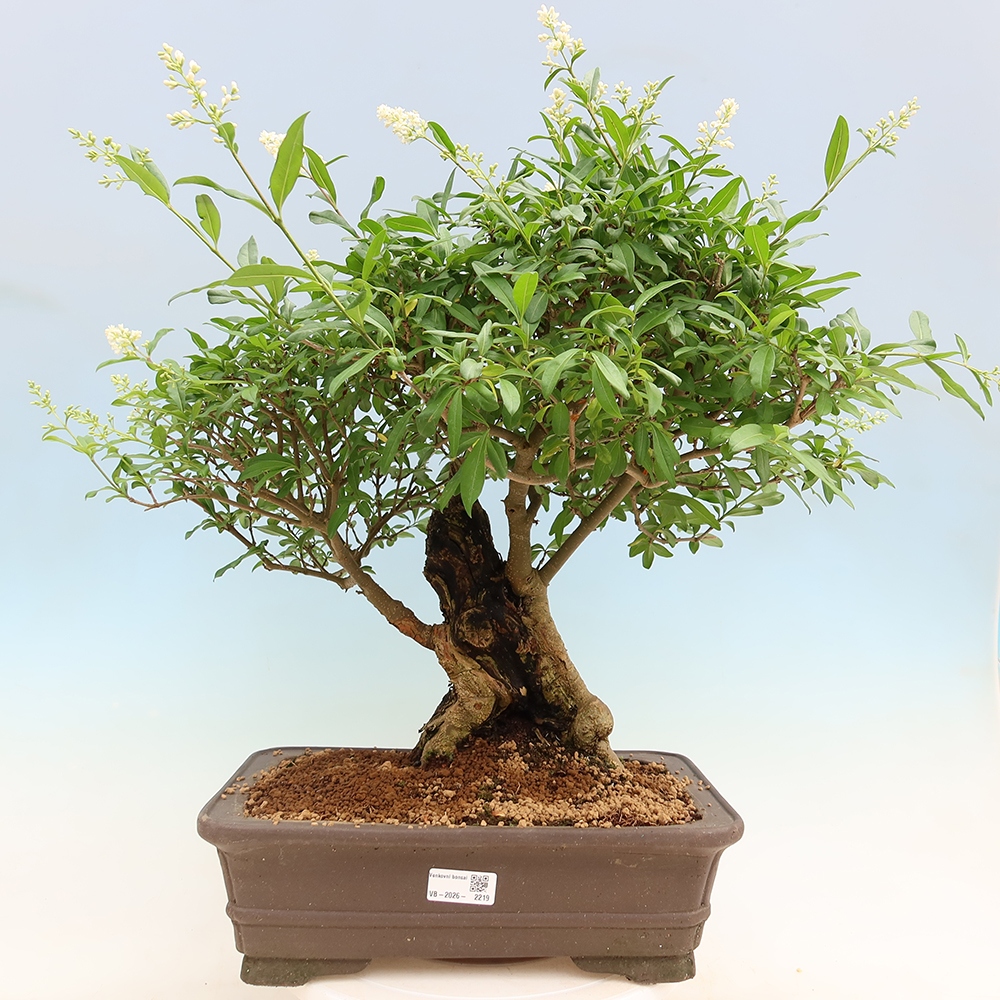 Bonsai voor buiten - Ligustrum vulgare - Vogelsnavel