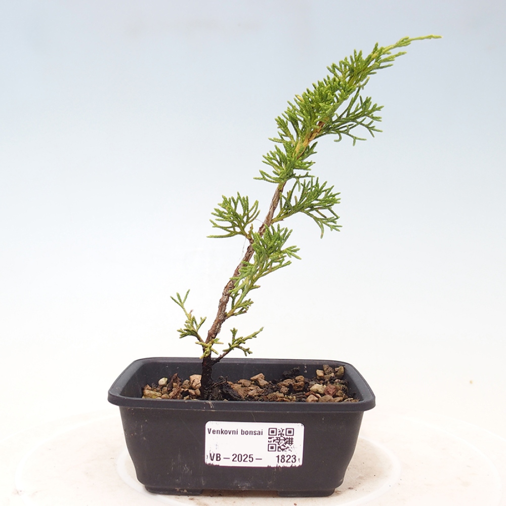 Bonsai voor buiten - Juniperus chinensis Itoigawa