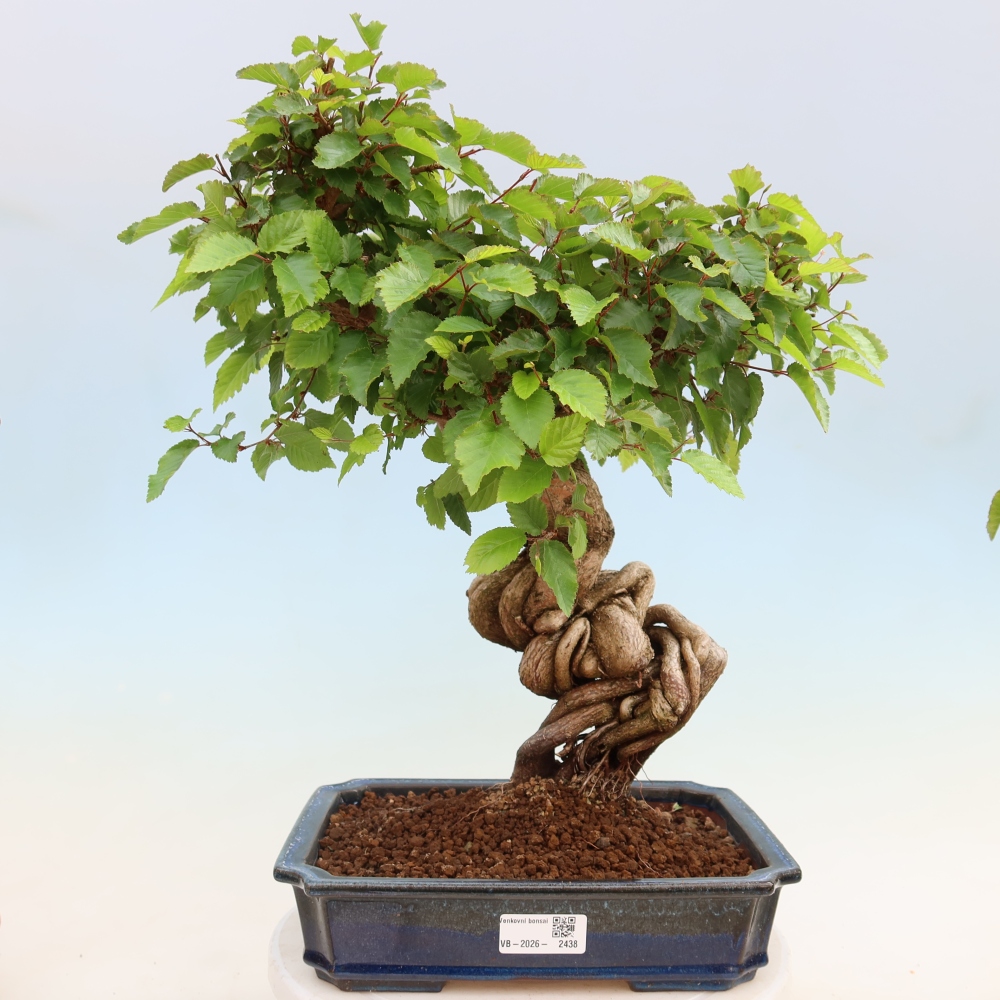 Bonsai voor buiten -Carpinus Coreana - Koreaanse haagbeuk