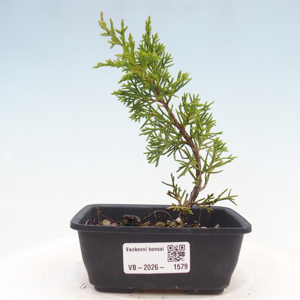 Bonsai voor buiten - Juniperus chinensis Itoigawa