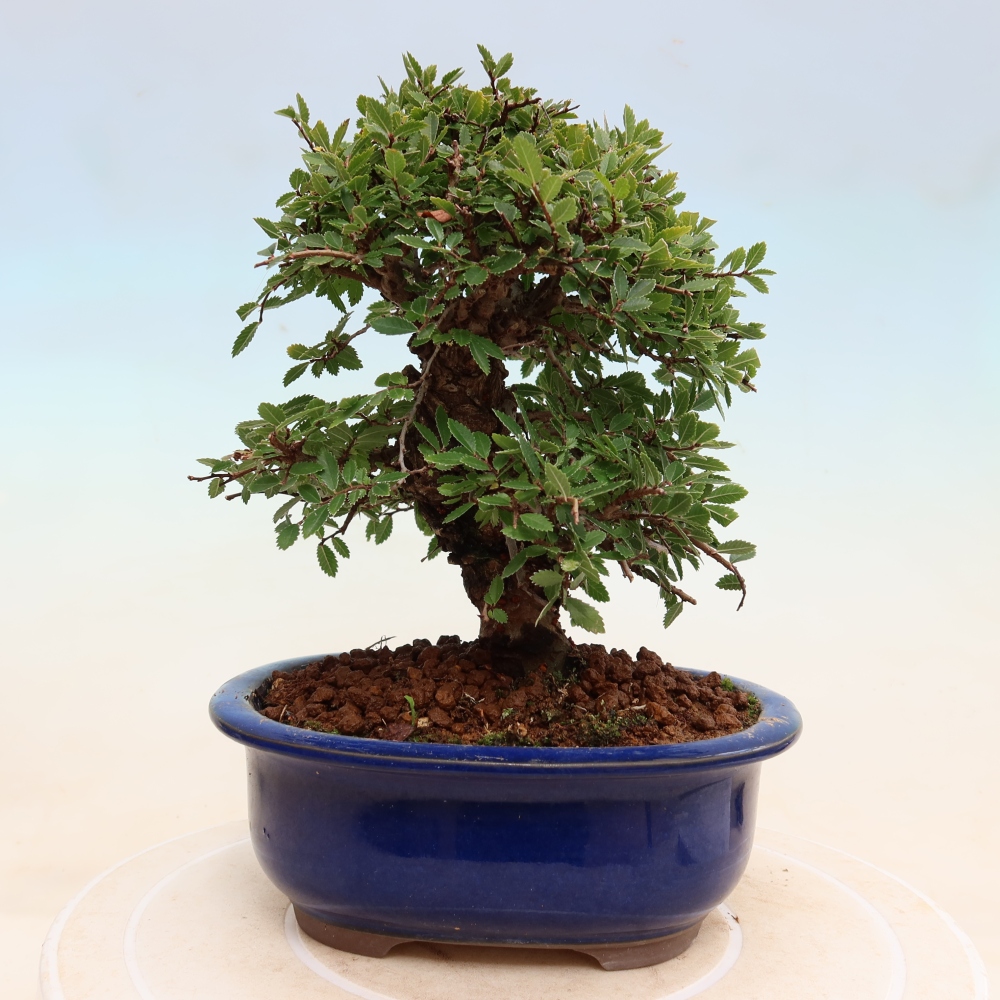 Bonsai voor buiten - Zelkova - Zelkova NIRE